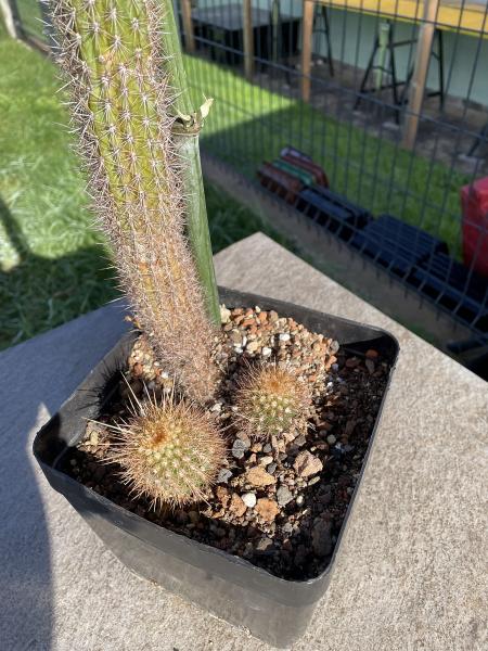 Cleistocactus spec.